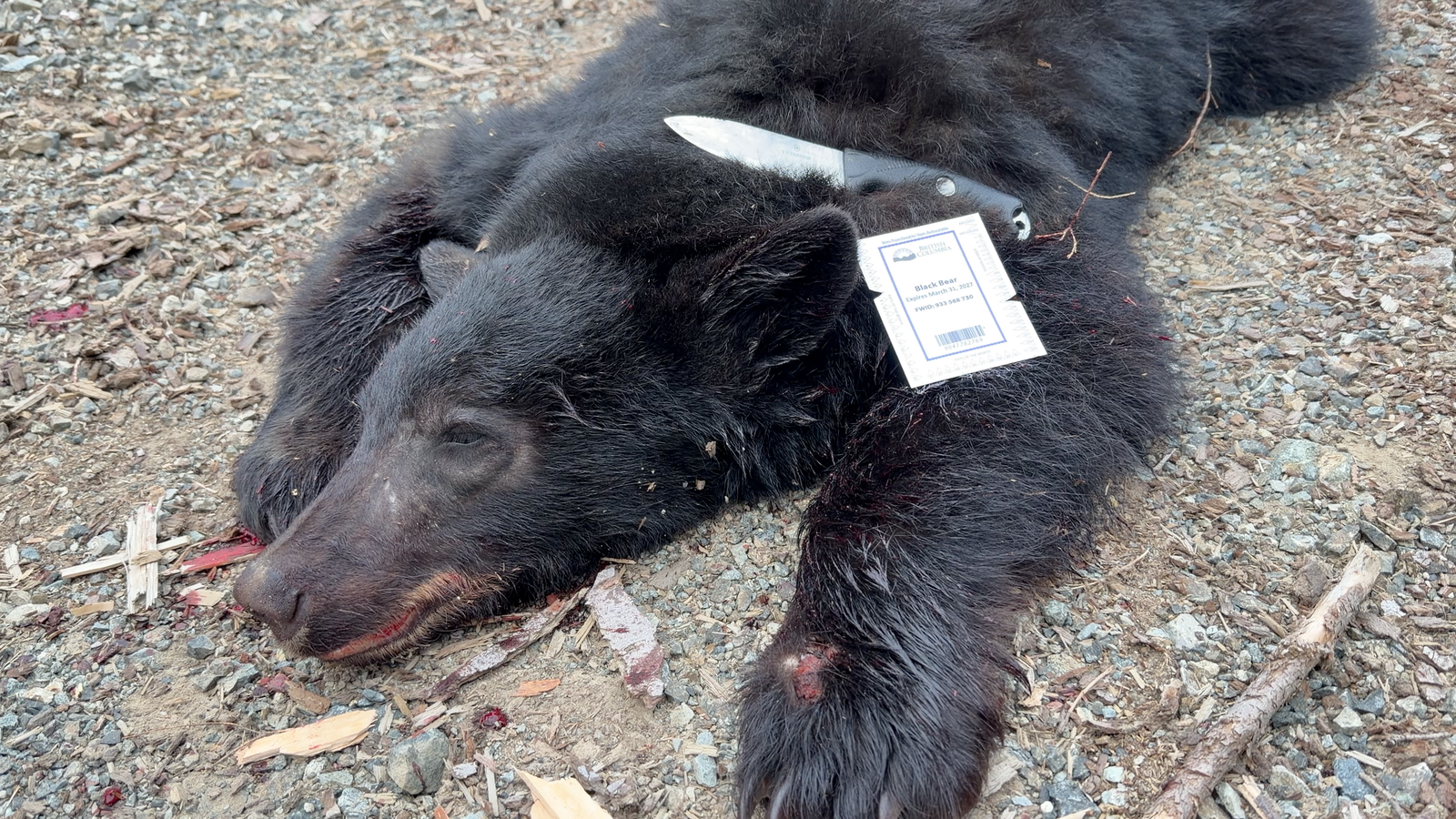 Harvested Black Bear